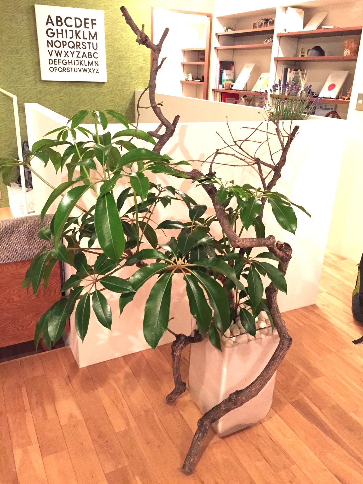ガラスの器に植えたチュピタンサスと柿の古木
